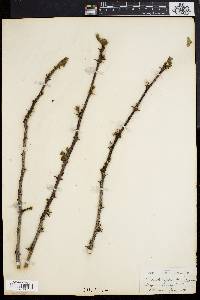 Zanthoxylum americanum image