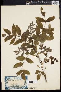 Zanthoxylum americanum image