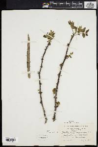 Zanthoxylum americanum image