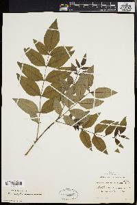 Zanthoxylum americanum image