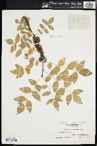 Zanthoxylum americanum image