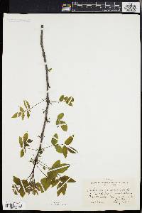 Zanthoxylum americanum image