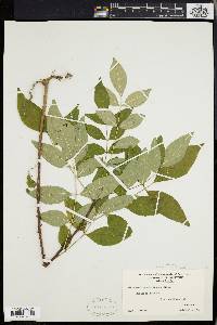 Zanthoxylum americanum image