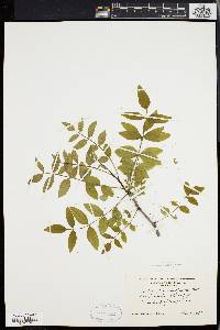 Zanthoxylum americanum image