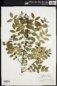 Zanthoxylum americanum image