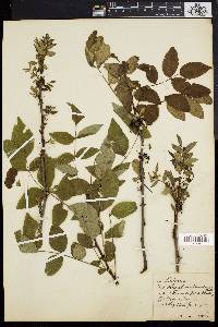 Zanthoxylum americanum image