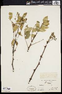 Zanthoxylum americanum image