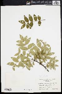 Zanthoxylum americanum image