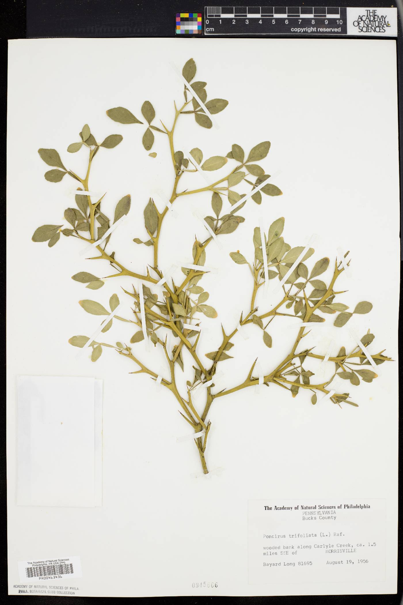 Poncirus trifoliata image