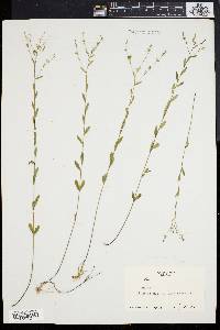 Linum virginianum image