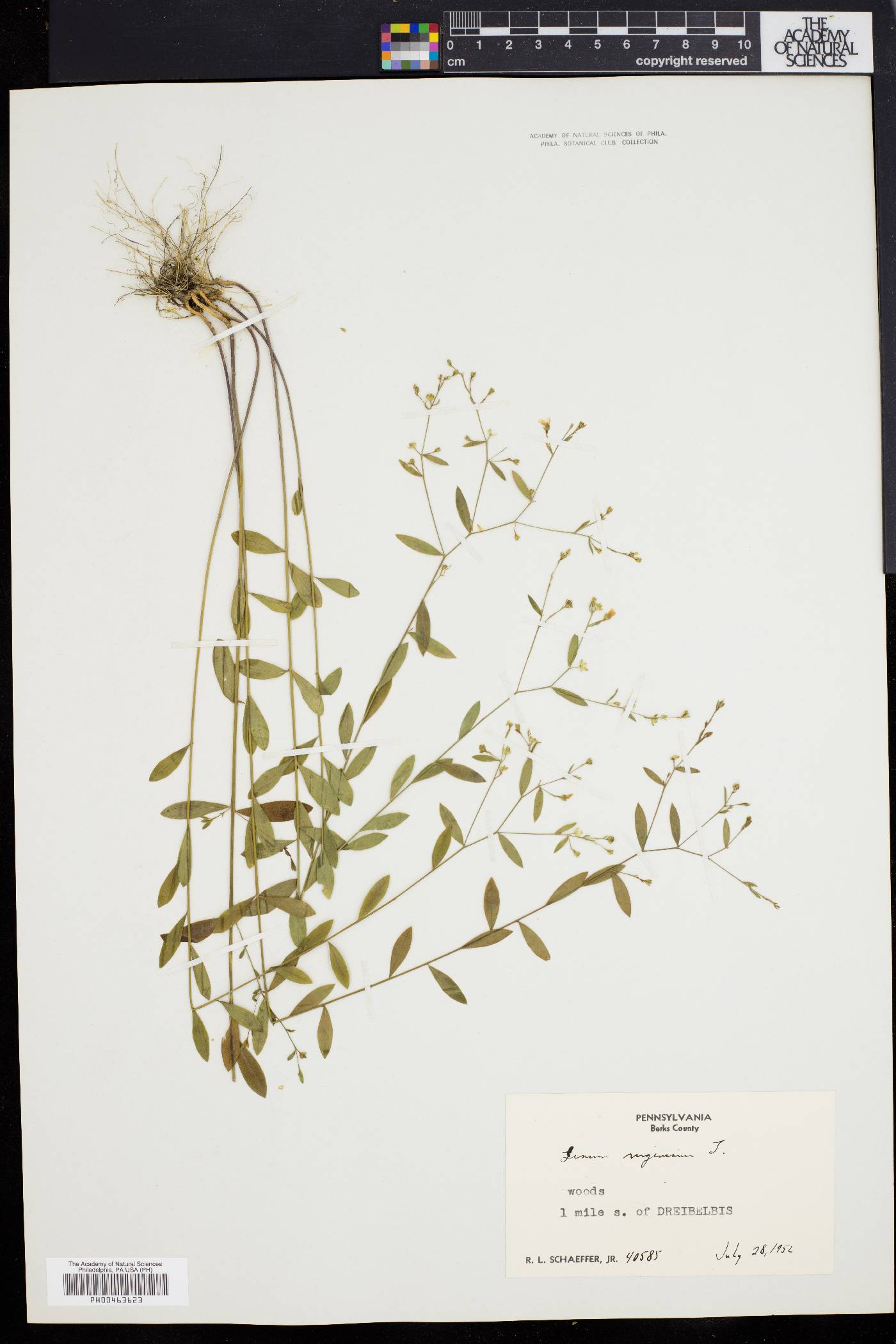 Linum virginianum image