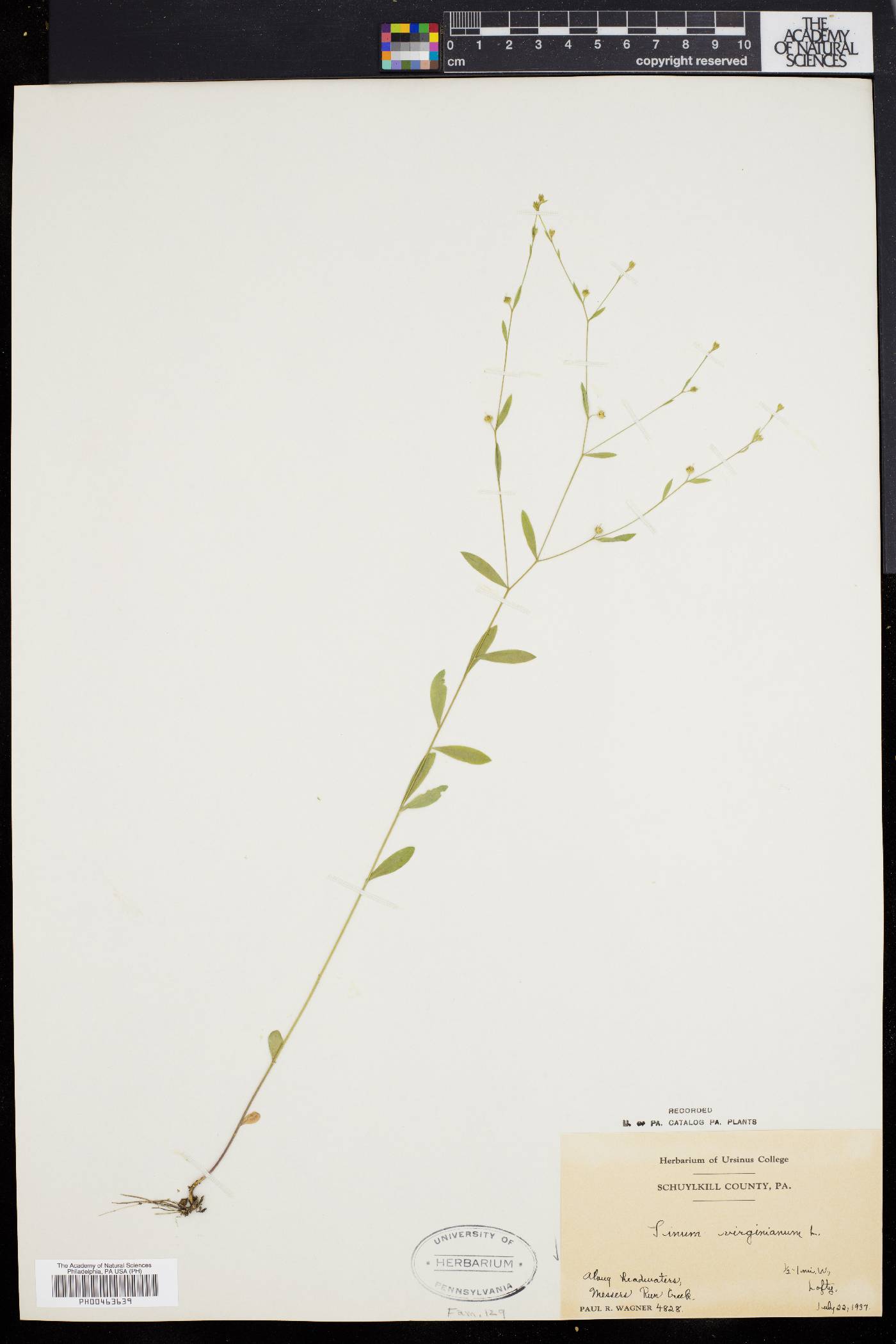 Linum virginianum image