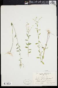 Linum virginianum image