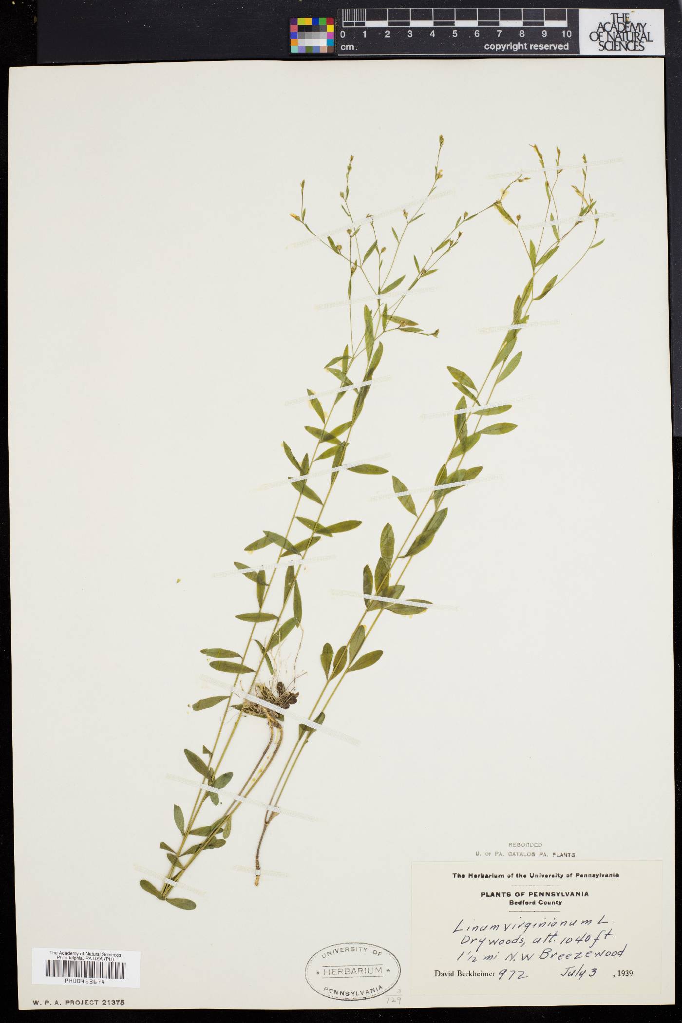 Linum virginianum image