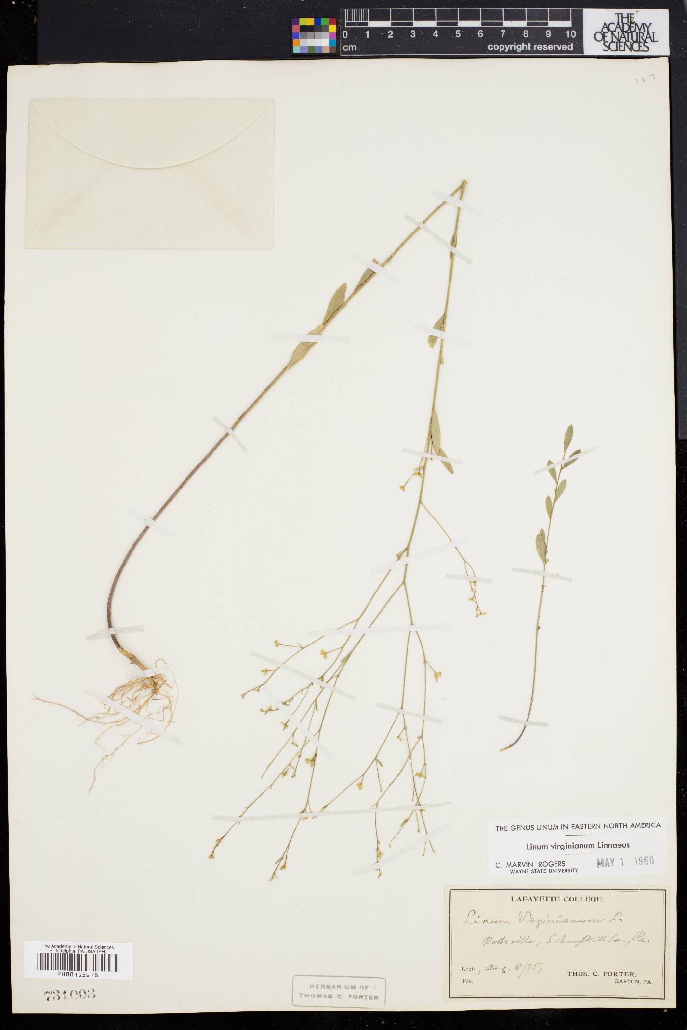 Linum virginianum image