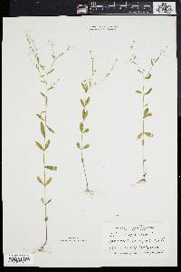 Linum virginianum image