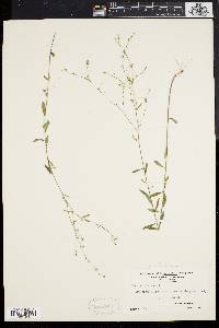 Linum virginianum image