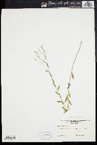 Linum virginianum image