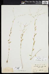 Linum virginianum image