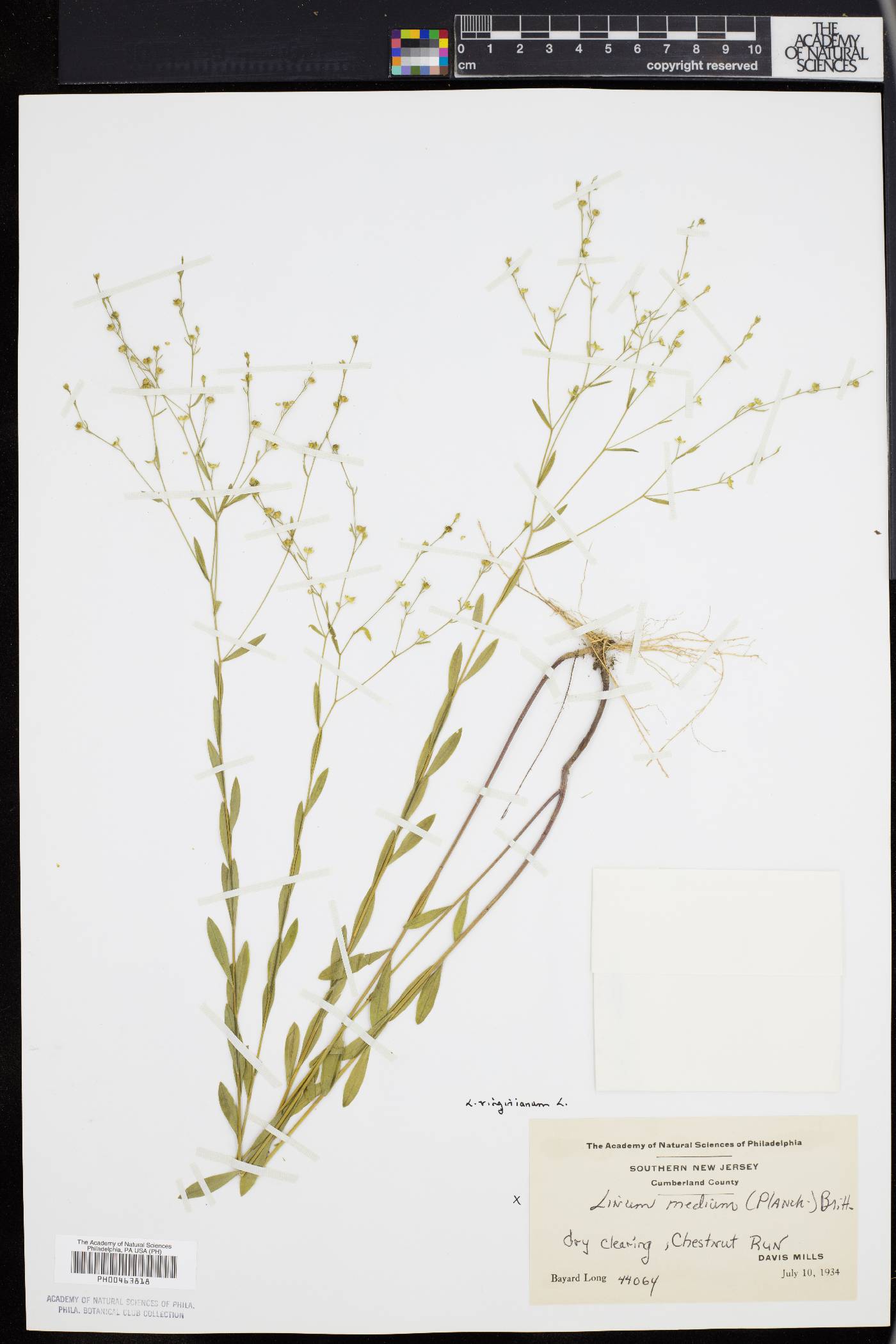 Linum virginianum image
