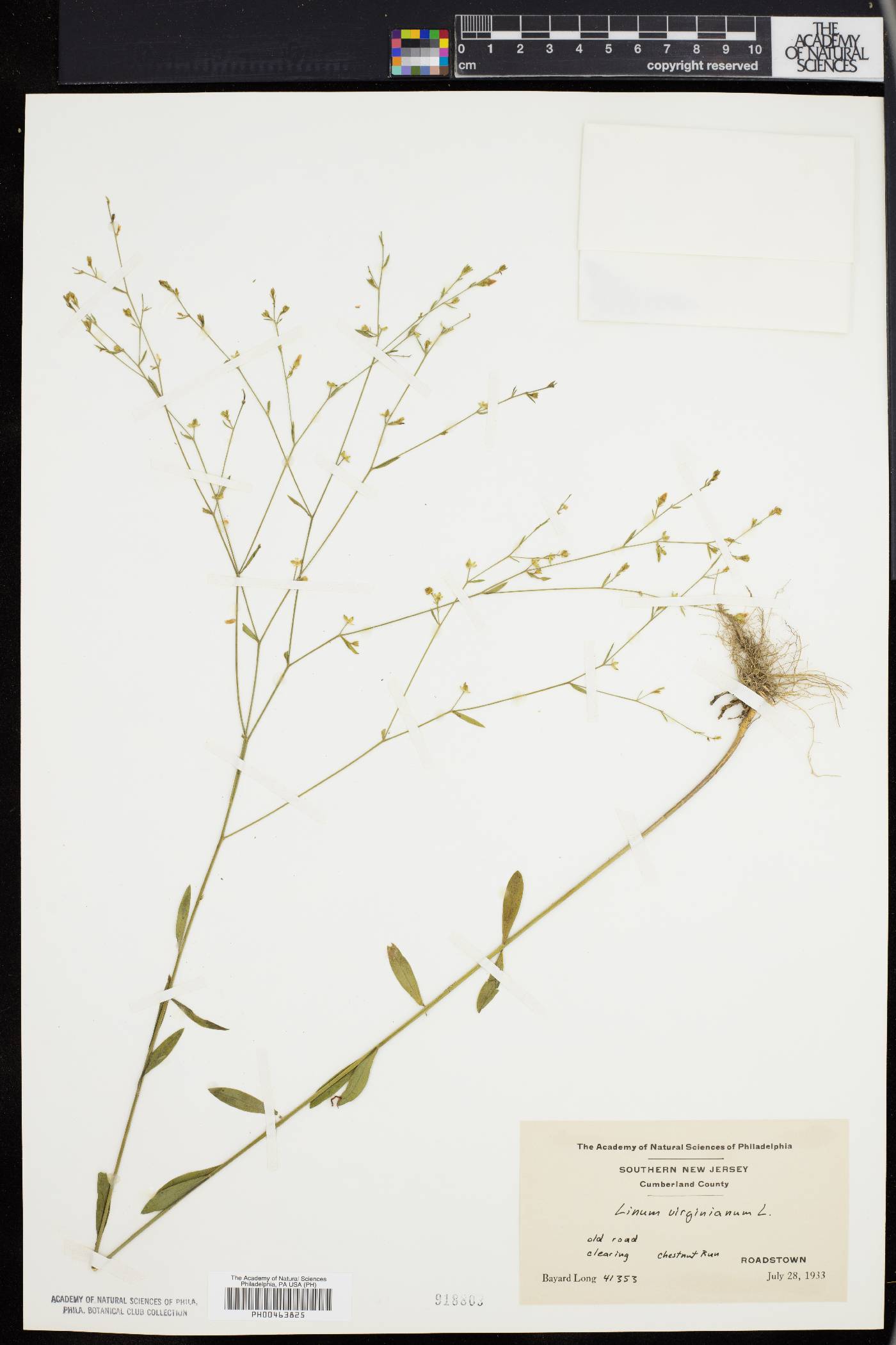 Linum virginianum image