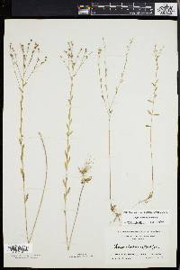 Linum intercursum image