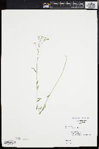 Linum intercursum image