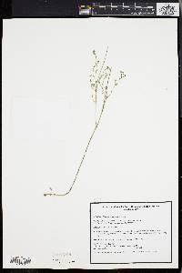 Linum intercursum image