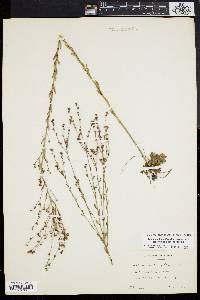 Linum medium image