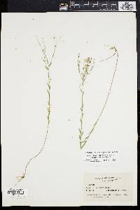 Linum medium image