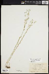 Linum medium var. texanum image