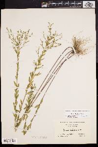 Linum striatum image