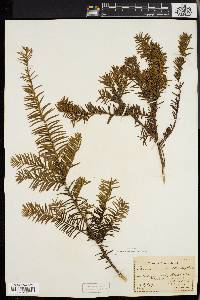 Taxus canadensis image