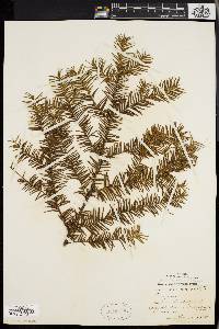 Taxus canadensis image