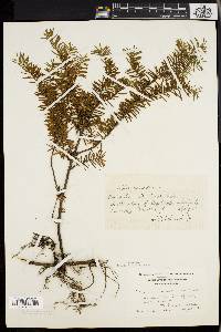 Taxus canadensis image