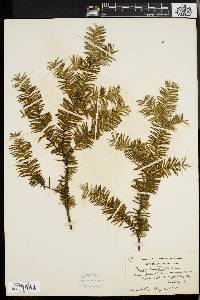 Taxus canadensis image