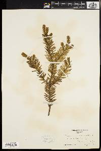 Taxus canadensis image