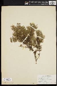 Taxus canadensis image