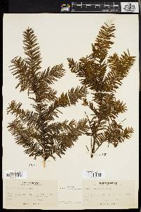 Taxus canadensis image