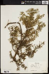 Taxus canadensis image