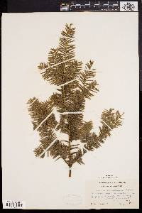 Taxus canadensis image