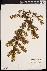 Taxus canadensis image