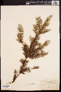 Taxus canadensis image