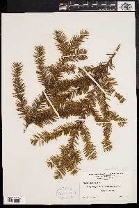 Taxus canadensis image