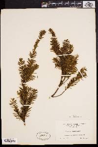 Taxus canadensis image