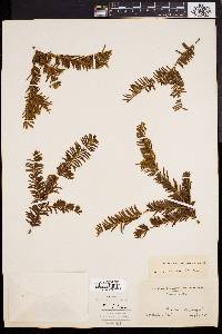 Taxus canadensis image