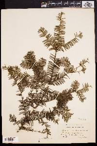 Taxus canadensis image