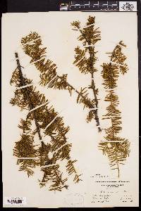 Taxus canadensis image