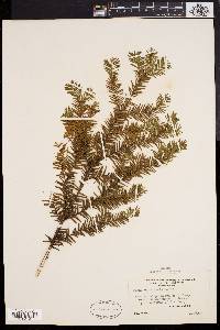 Taxus canadensis image