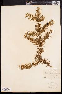 Taxus canadensis image